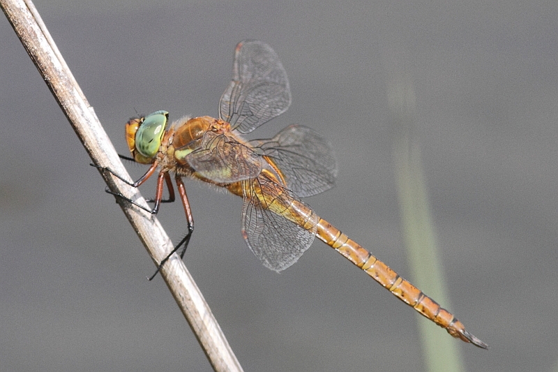 Aeshna isoceles (Green-eyed Hawker) male 4.JPG